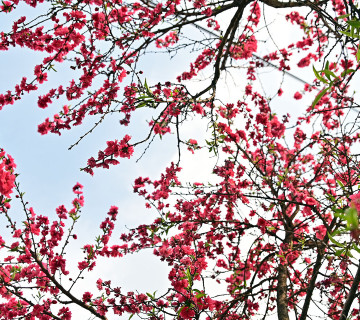वसन्त ऋतुको स्वागतमा ढकमक्क फुलेको चेरी (फोटोफिचर)